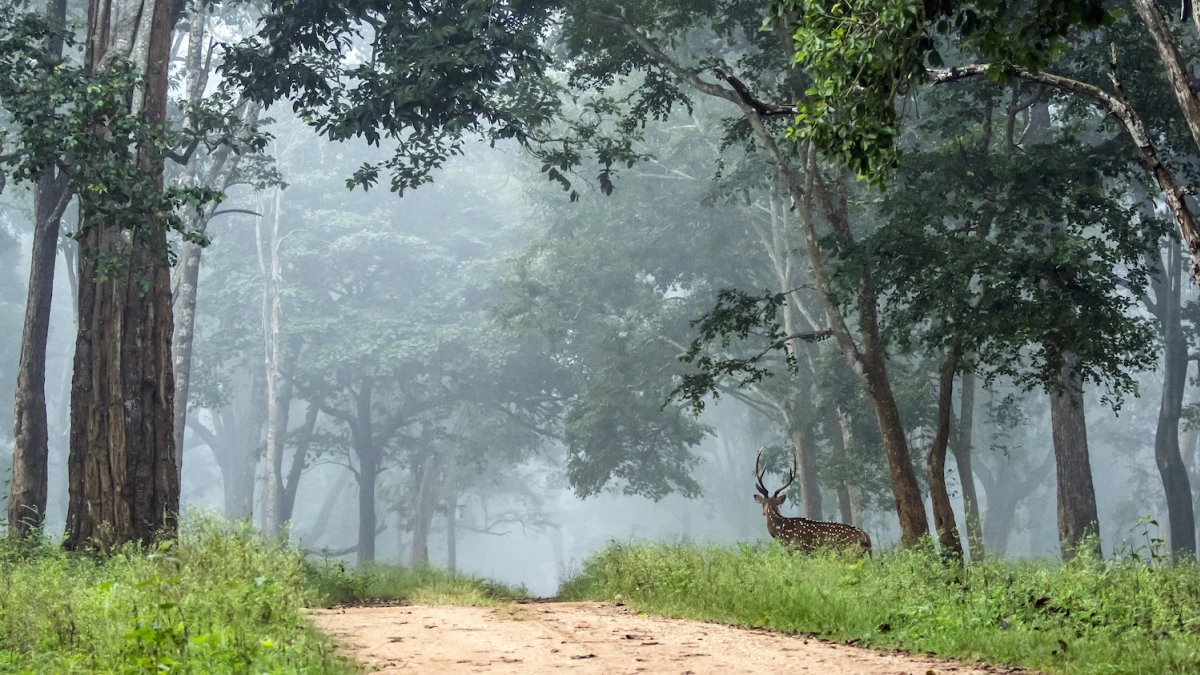 Nagarhole Wildlife Sanctuary Coorg